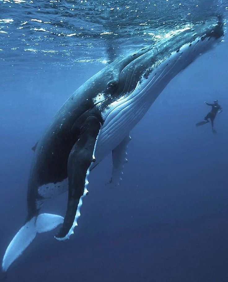 Top 10 largest underwater animals in the world