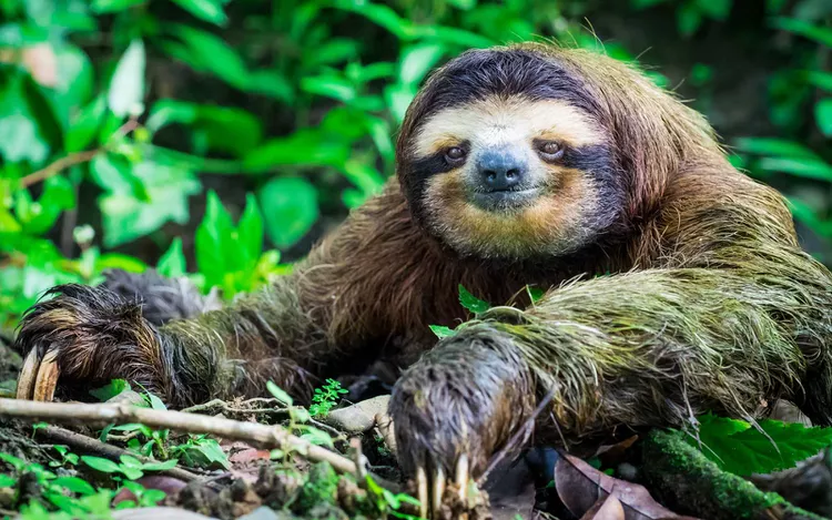 Sloths move slowly and quietly through the trees