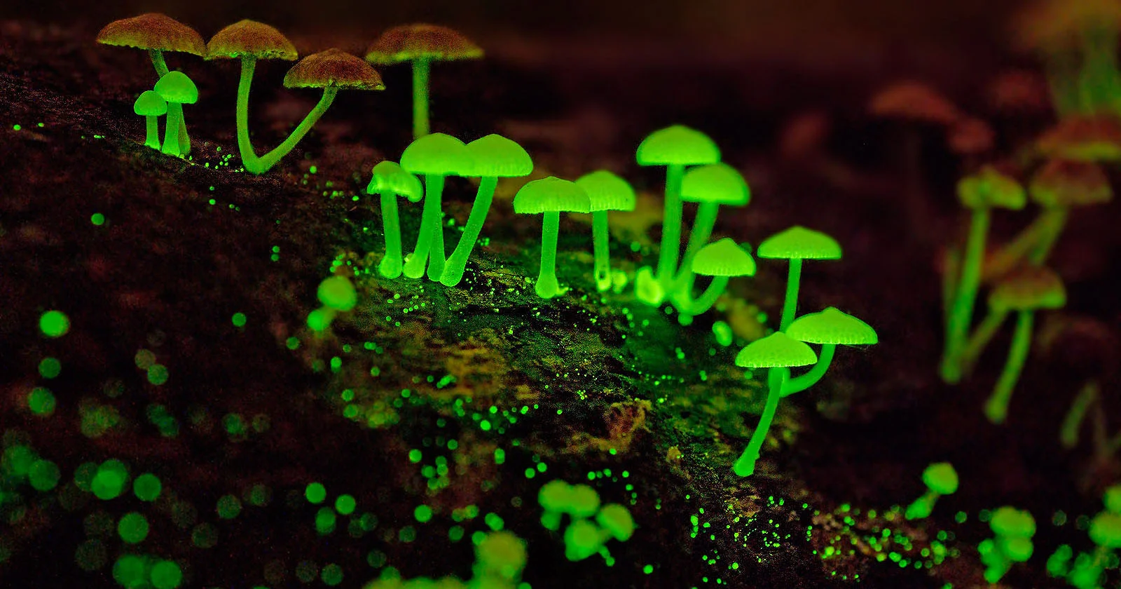 Bioluminescent Mushrooms