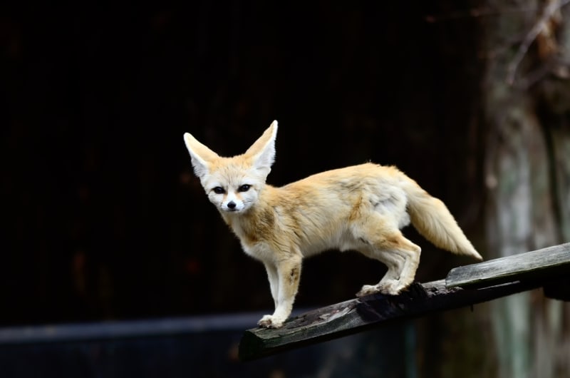 fennec foxes have padded feet for walking quietly in the desect