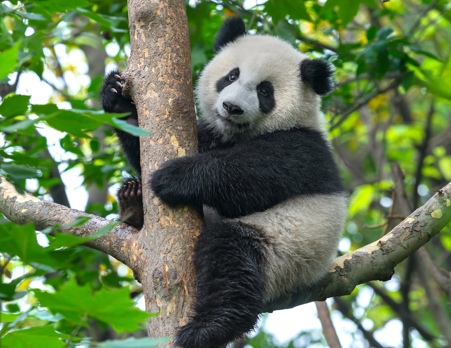 giant pandas move quietly through bambooo forests