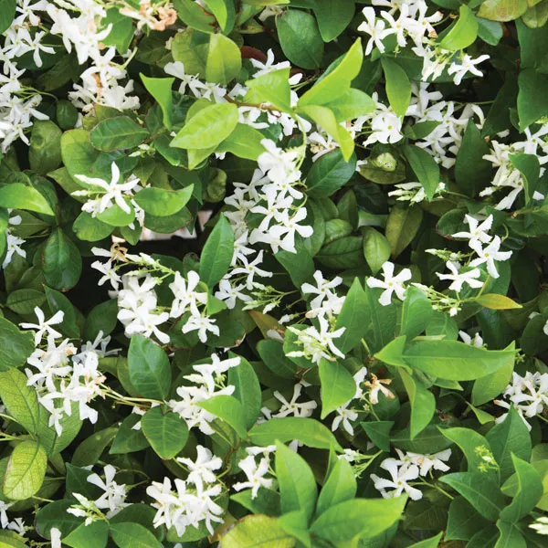 Jasmine (Jasminum spp )