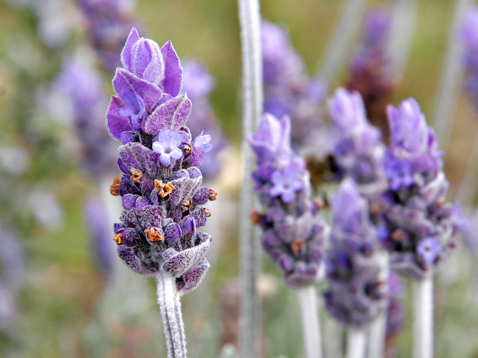 Lavender (Lavandula spp )