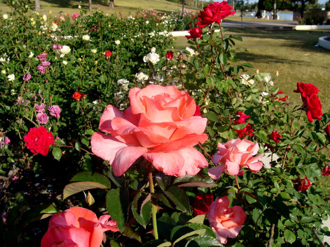 Roses (Rosa spp )