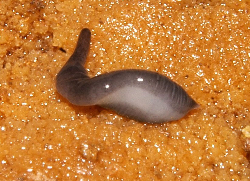 Sausage Slug (Microplana terrestris)
