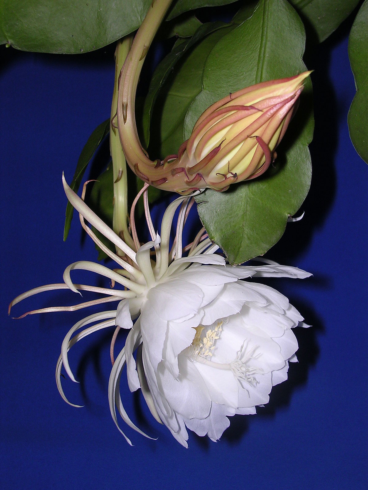 Kadupul Flower (Epiphyllum oxypetalum)