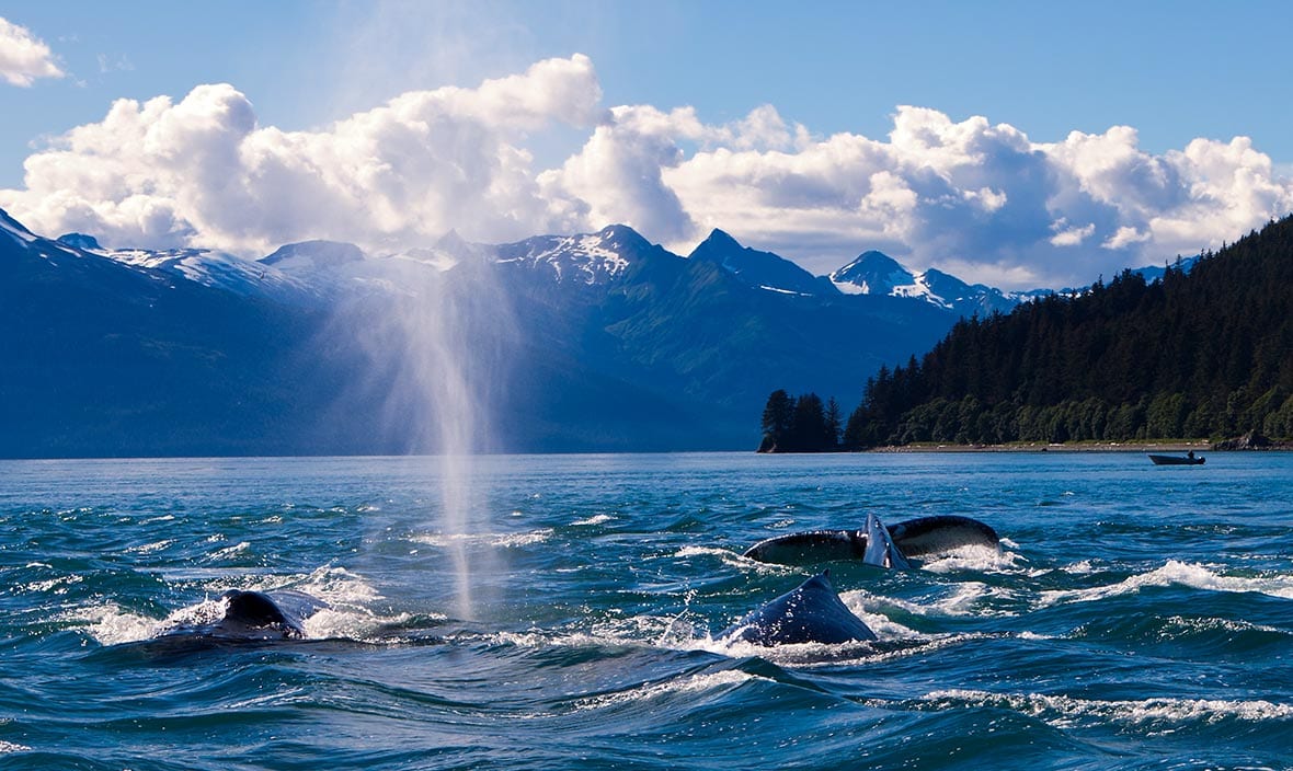 Alaska Whale Festival (Various Locations in Alaska)