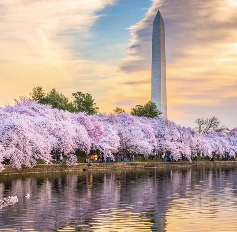 Cherry Blossom Festival (Washington, D C )