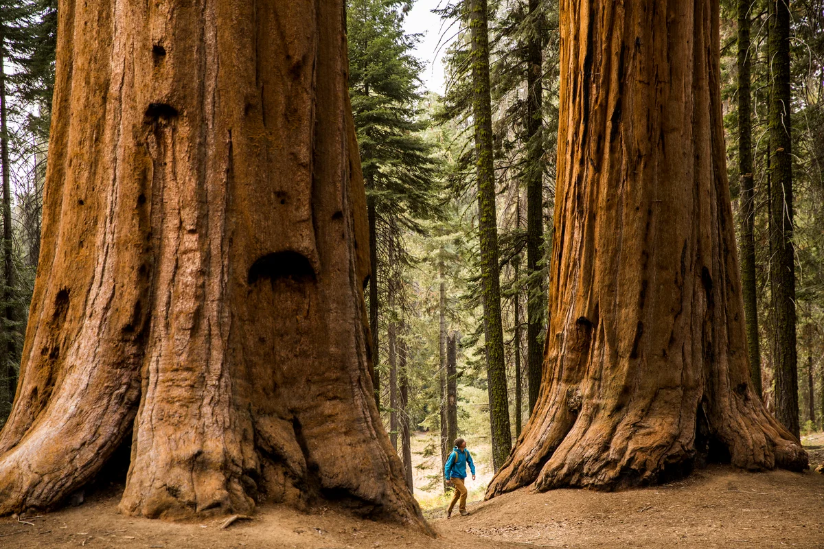 Giant Sequoias and Redwoods