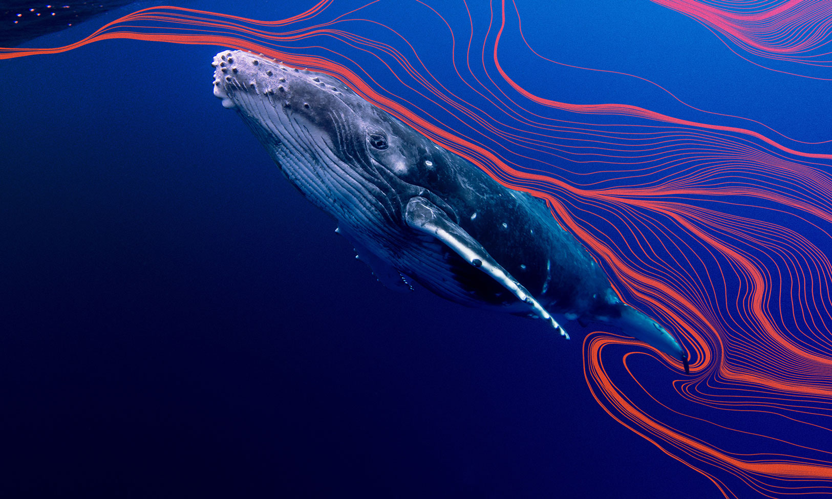 Whale Songs Complex vocalizations produced by whales