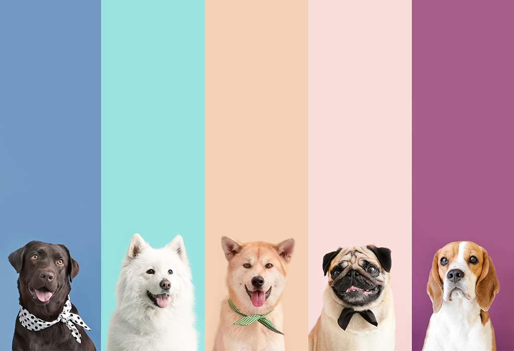 Top 10 best dog descriptive essays