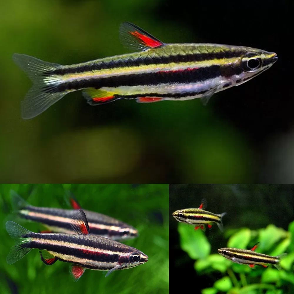 Nannostomus marginatus (Dwarf Pencilfish)