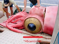 colossal squid (Mesonychoteuthis hamiltoni)