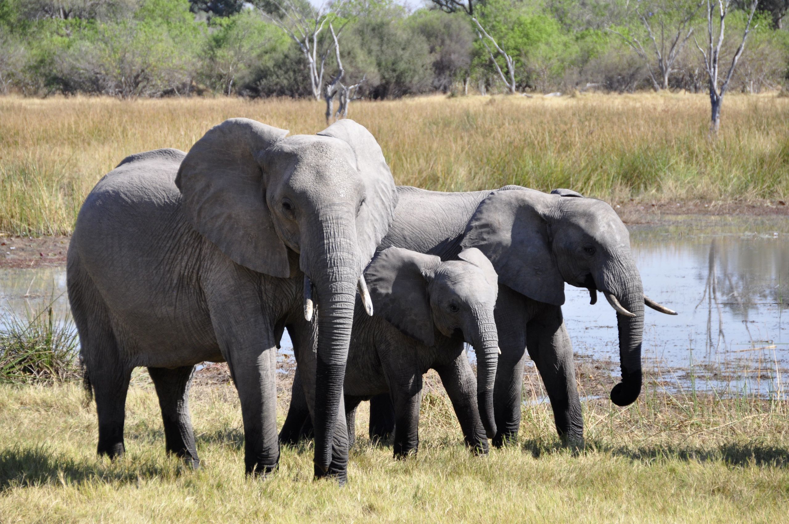 Elephant (Loxodonta africana and Elephas maximus)