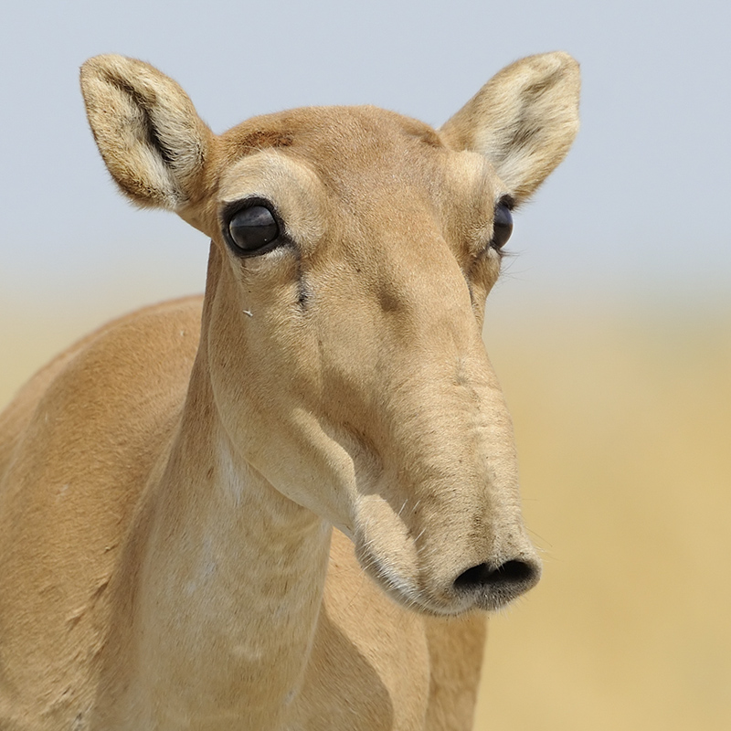 Saiga Antelope (Saiga tatarica)