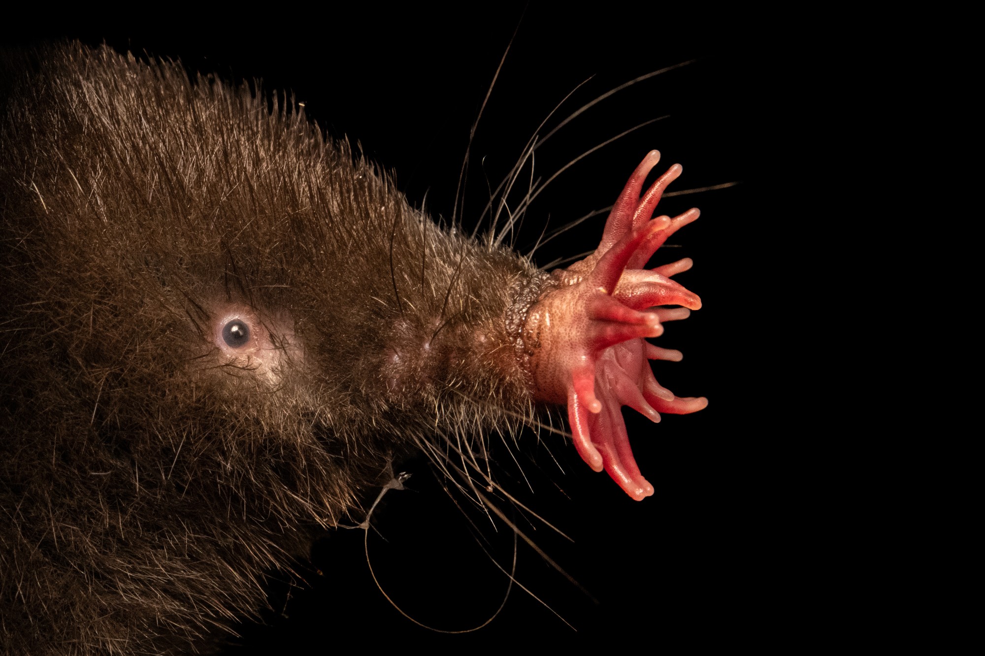 Star Nosed Mole (Condylura cristata)