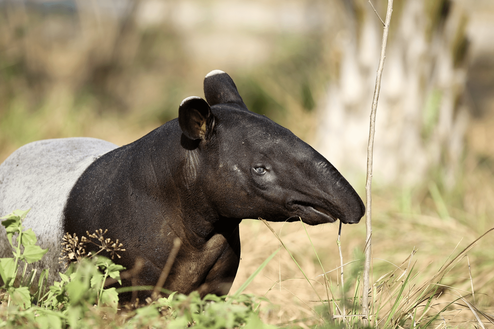 Tapir (Tapirus)
