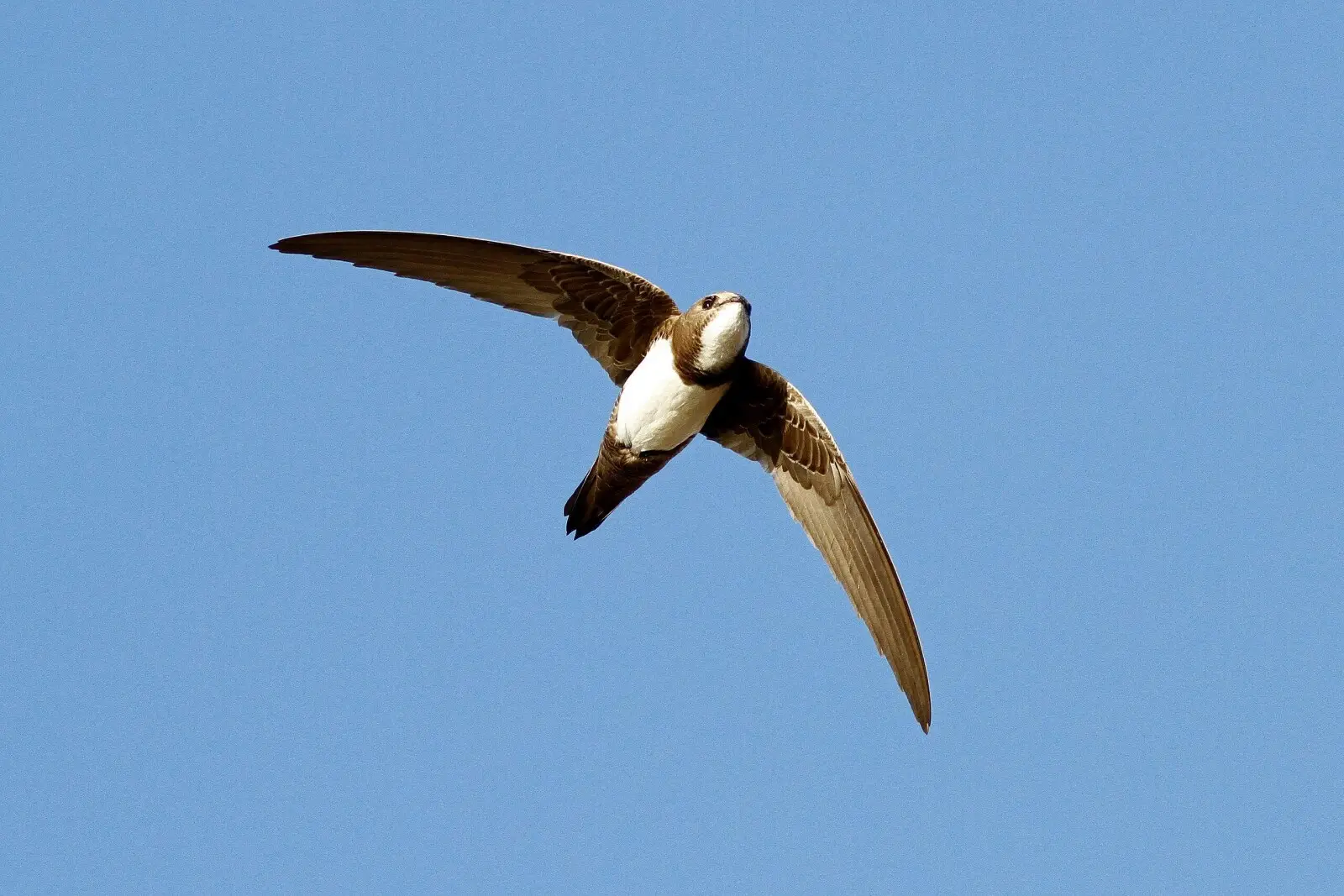 What does an Alpine Swift look like