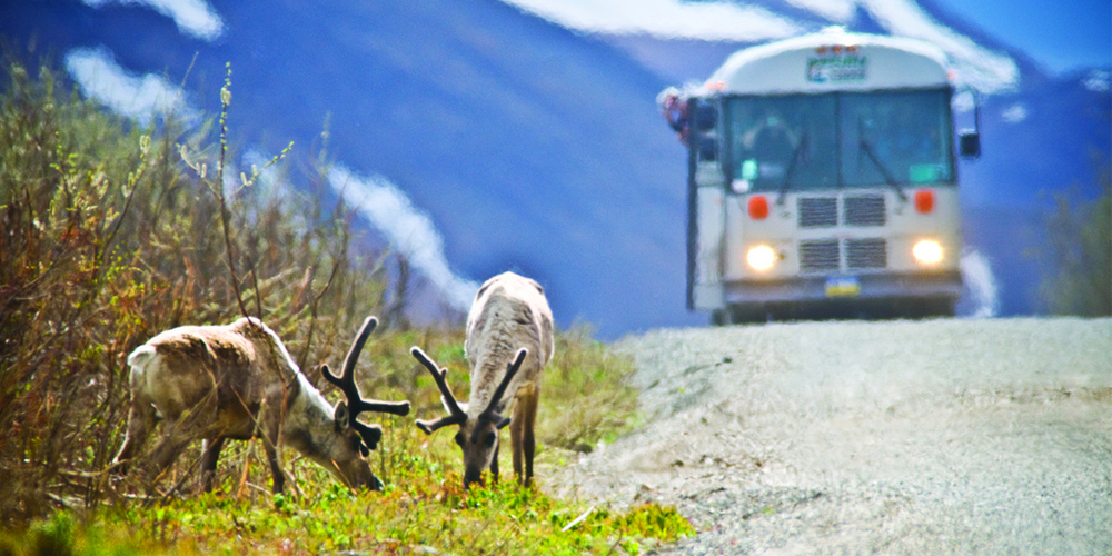 Bus Tours Along Denali Park Road